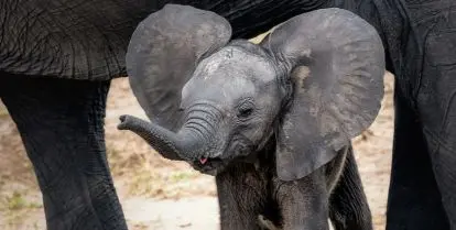 how to volunteer with elephants in africa