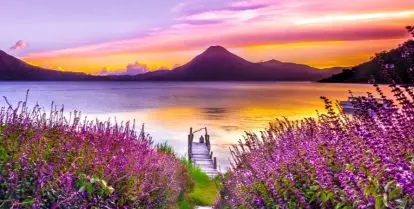 wooden dock surrounded by lavender field leading to water with mountains in background