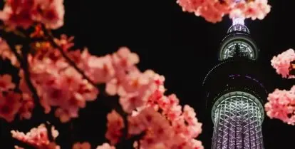 pink cherry blossoms in front of tall building with lights