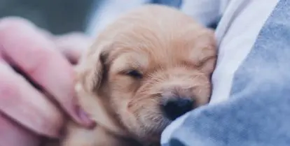 how to volunteer with dogs