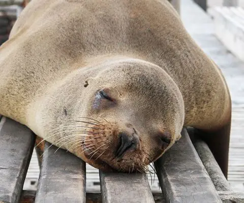 sleeping seal, galapagos