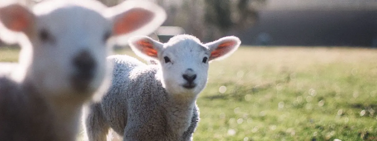 two lambs on a field