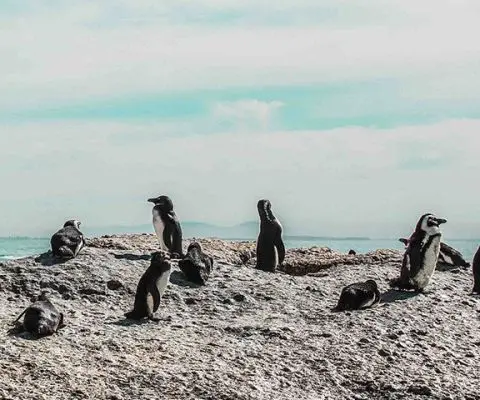 Simon’s Town, South Africa