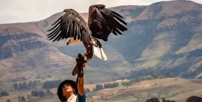 gap year with animals