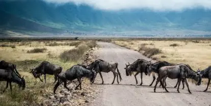 tanzania volunteer programs