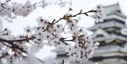 how to get an internship in japan