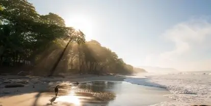green trees on white sand next to water