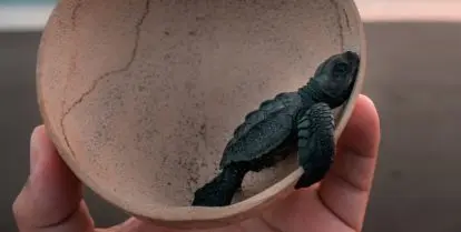 study marine biology abroad