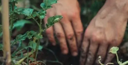 hands in soil and green plants