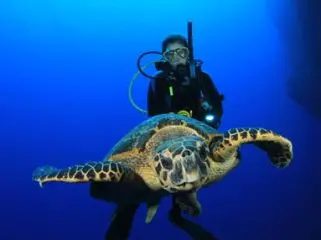 Seamester At Sea - Marine