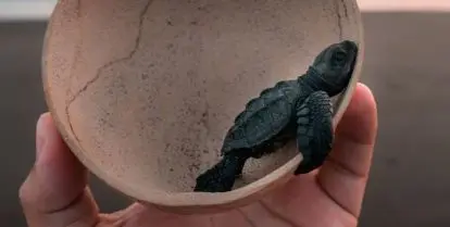 Best Marine Conservation Volunteer Programs for Teens