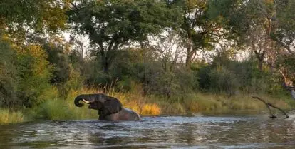 elephant in water near trees