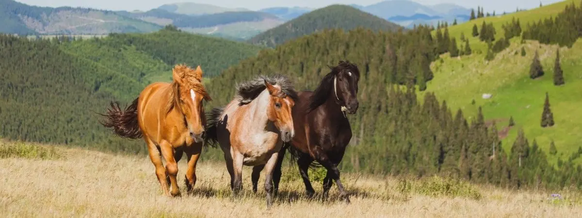 where can i volunteer with horses