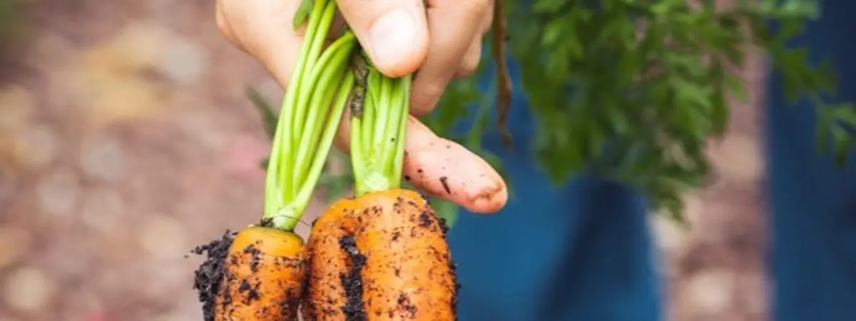 person holding carrots with dirt on them