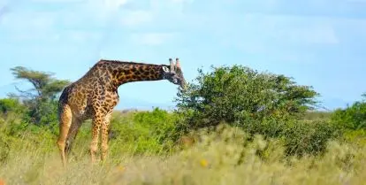 why volunteer in tanzania